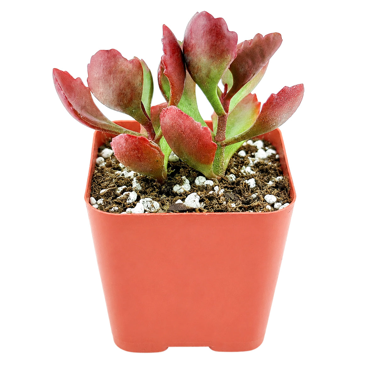 2" Six Angled Kalanchoe (Kalanchoe sexangularis) for sale. Featuring colorful foliage and a compact, upright form, this attractive succulent adds warmth and character to shelves, windowsills, and tabletop displays. It requires very little maintenance and thrives in well-draining soil with bright, indirect light. A wonderful option for both beginner growers and experienced succulent enthusiasts.