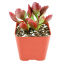Buy 2" Six Angled Kalanchoe (Kalanchoe sexangularis) online. This eye-catching succulent features fleshy green leaves with vibrant red edges that become even more colorful in bright sunlight. It thrives in bright, indirect light with well-draining soil and occasional watering. A beautiful addition to succulent collections, sunny windowsills, or modern indoor plant displays.
