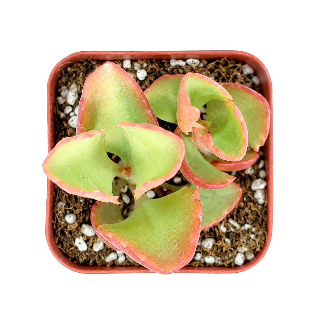 Buy 2" Six Angled Kalanchoe (Kalanchoe sexangularis) online. This unique succulent is admired for its thick, paddle-shaped leaves that develop brilliant crimson margins with increased sunlight. It prefers bright light, excellent drainage, and light watering after the soil has dried completely. An excellent choice for mixed succulent arrangements or as a standout specimen in any collection.