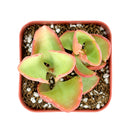 Buy 2" Six Angled Kalanchoe (Kalanchoe sexangularis) online. This eye-catching succulent features fleshy green leaves with vibrant red edges that become even more colorful in bright sunlight. It thrives in bright, indirect light with well-draining soil and occasional watering. A beautiful addition to succulent collections, sunny windowsills, or modern indoor plant displays.