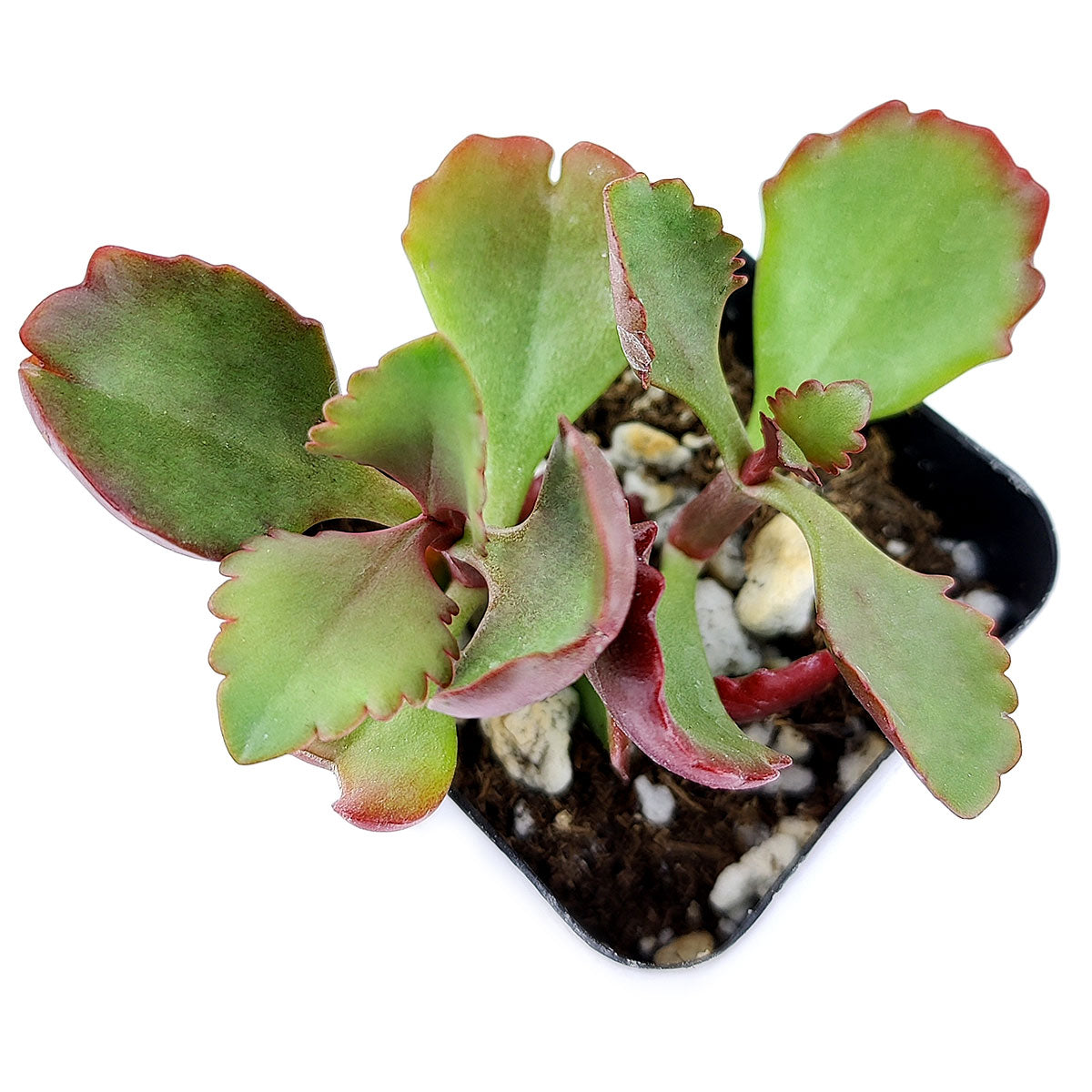 2" Six Angled Kalanchoe (Kalanchoe sexangularis) for sale. Known for its striking red-tinted foliage and upright growth habit, this succulent brings bold color and texture to any plant arrangement. It grows best in bright conditions with a fast-draining succulent mix and minimal watering. Perfect for decorative planters, office desks, or thoughtful gifts for plant lovers.