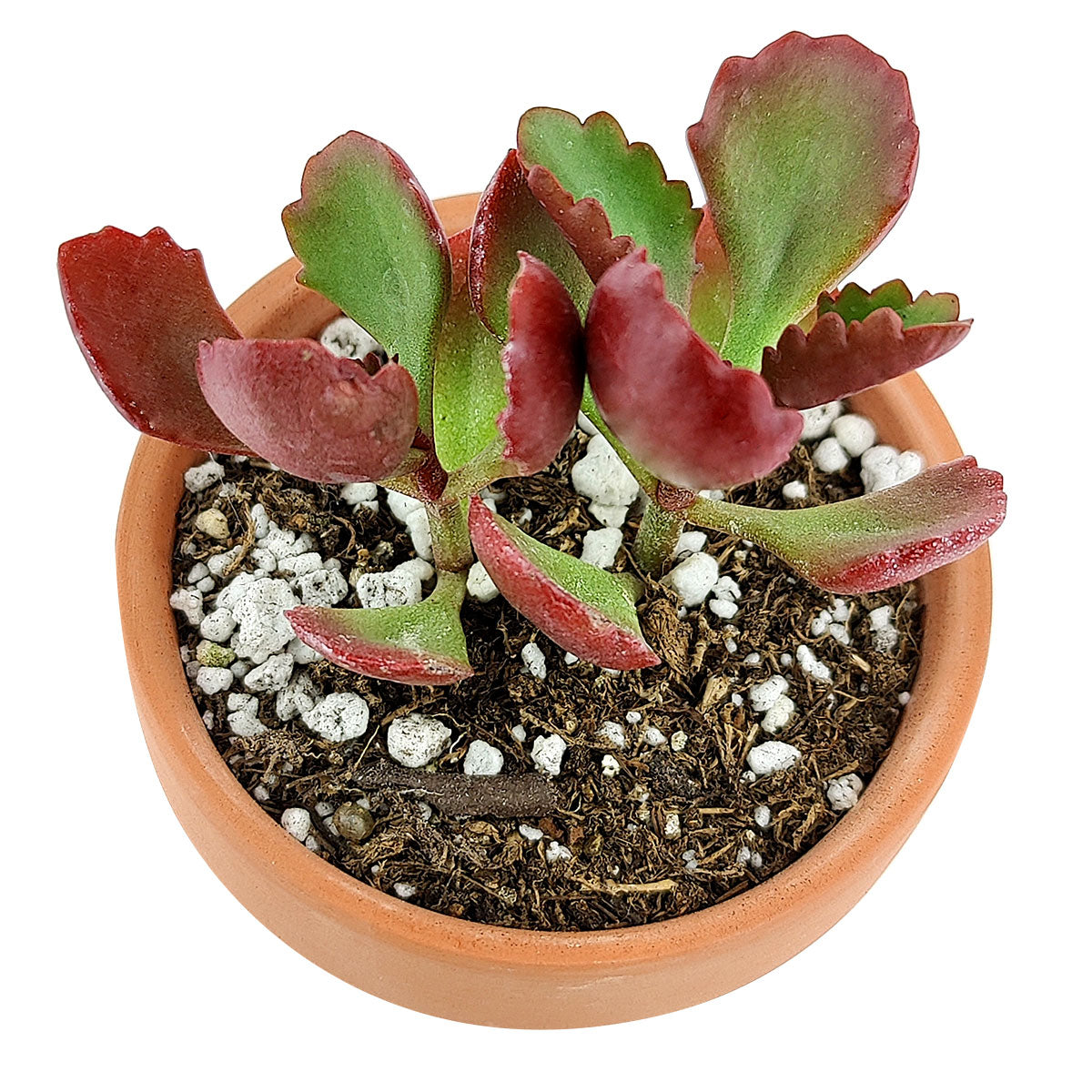 Buy 2" Six Angled Kalanchoe (Kalanchoe sexangularis) online. This eye-catching succulent features fleshy green leaves with vibrant red edges that become even more colorful in bright sunlight. It thrives in bright, indirect light with well-draining soil and occasional watering. A beautiful addition to succulent collections, sunny windowsills, or modern indoor plant displays.
