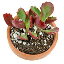 Buy 2" Six Angled Kalanchoe (Kalanchoe sexangularis) online. This eye-catching succulent features fleshy green leaves with vibrant red edges that become even more colorful in bright sunlight. It thrives in bright, indirect light with well-draining soil and occasional watering. A beautiful addition to succulent collections, sunny windowsills, or modern indoor plant displays.