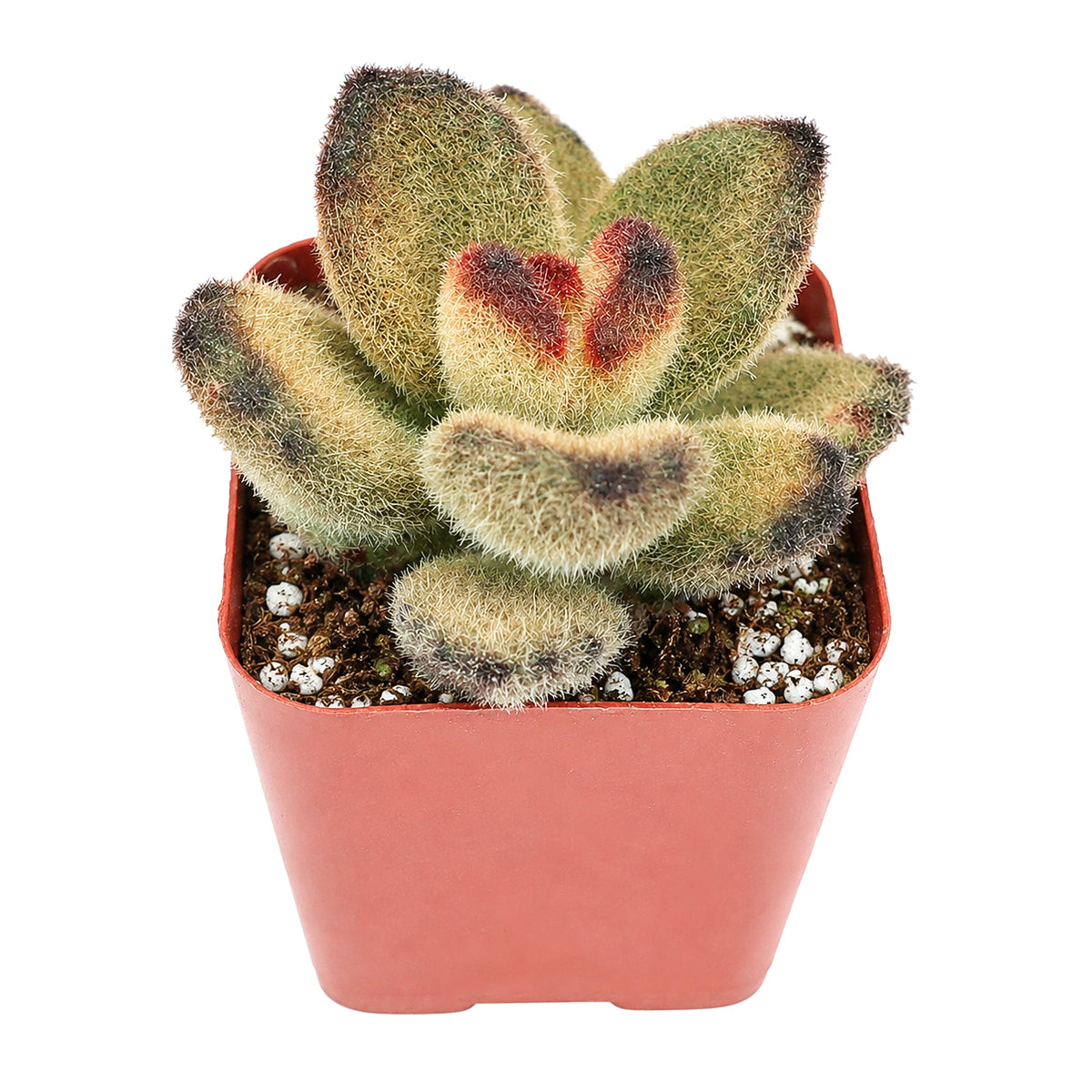 2" Kalanchoe tomentosa 'Teddy Bear' for sale. Featuring velvety silver-green foliage and neatly branching stems, this attractive succulent adds a cozy touch to shelves, windowsills, and tabletop displays. It requires very little maintenance and thrives in well-draining soil with bright, indirect light. A wonderful option for both beginners and experienced succulent enthusiasts.