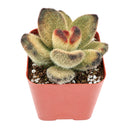Buy 2" Kalanchoe tomentosa 'Teddy Bear' online. This adorable succulent features thick, velvety leaves covered in soft silvery fuzz with rich chocolate-brown edges that resemble tiny teddy bear paws. It thrives in bright, indirect light with well-draining soil and occasional watering. A charming addition to succulent collections, sunny windowsills, or cozy indoor spaces.