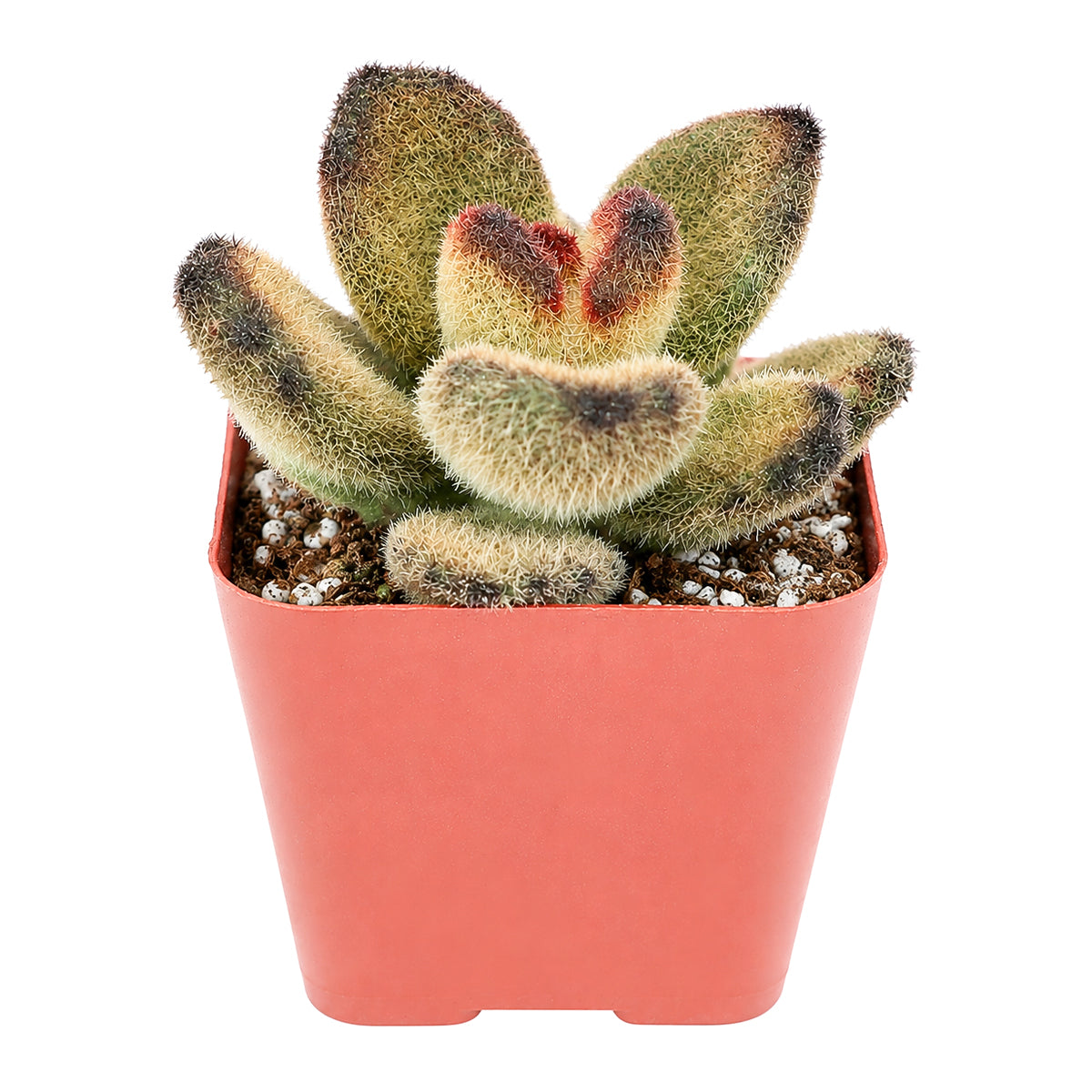 Buy 2" Kalanchoe tomentosa 'Teddy Bear' online. This charming succulent combines irresistibly soft foliage with a compact form, making it one of the most beloved fuzzy succulents. It grows well with bright light, occasional watering, and a gritty succulent mix. An ideal addition to home décor, curated succulent collections, or a thoughtful gift for any plant enthusiast.