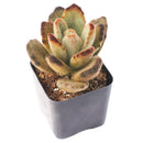 Buy 2" Kalanchoe tomentosa 'Teddy Bear' online. This adorable succulent features thick, velvety leaves covered in soft silvery fuzz with rich chocolate-brown edges that resemble tiny teddy bear paws. It thrives in bright, indirect light with well-draining soil and occasional watering. A charming addition to succulent collections, sunny windowsills, or cozy indoor spaces.