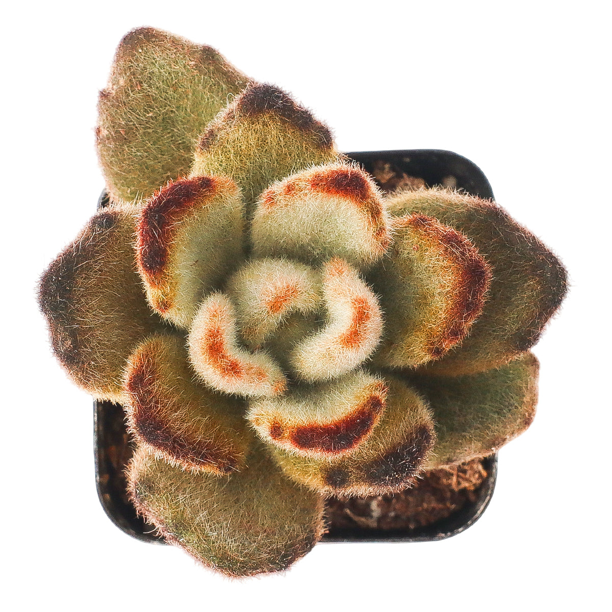 Buy 2" Kalanchoe tomentosa 'Teddy Bear' online. This delightful succulent is admired for its soft, felt-like leaves and distinctive brown-tipped edges that create a playful, eye-catching look. It prefers bright light, excellent drainage, and light watering after the soil has dried completely. An excellent choice for mixed succulent arrangements or as a standout specimen in any collection.