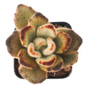 Buy 2" Kalanchoe tomentosa 'Teddy Bear' online. This adorable succulent features thick, velvety leaves covered in soft silvery fuzz with rich chocolate-brown edges that resemble tiny teddy bear paws. It thrives in bright, indirect light with well-draining soil and occasional watering. A charming addition to succulent collections, sunny windowsills, or cozy indoor spaces.