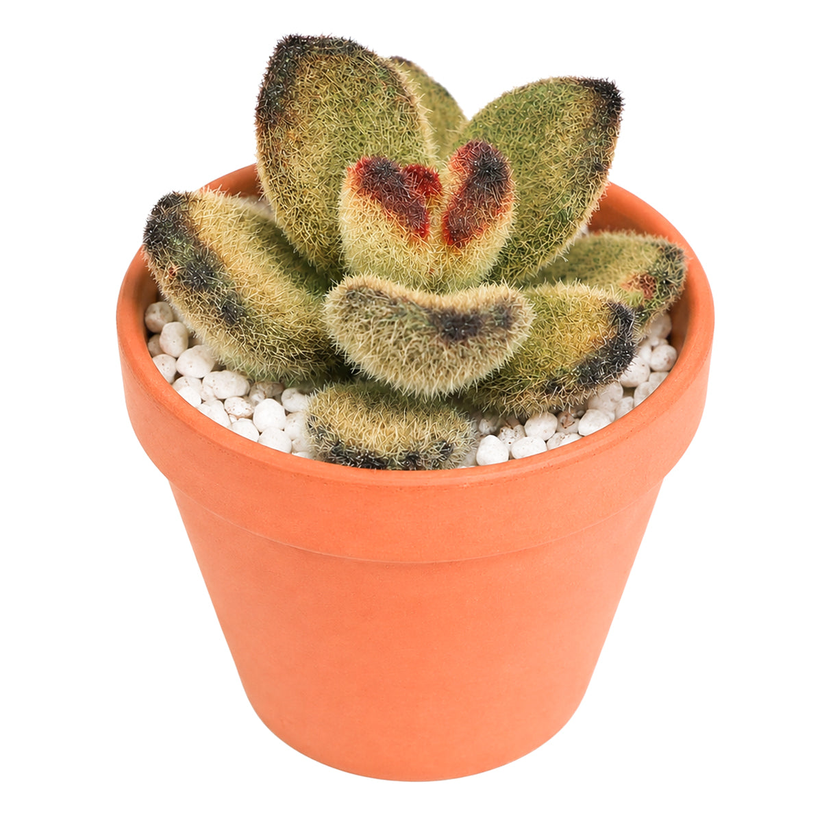 2" Kalanchoe tomentosa 'Teddy Bear' for sale. Known for its plush, fuzzy foliage and compact growth habit, this unique succulent brings warmth and texture to any indoor plant display. It grows best in bright conditions with a fast-draining succulent mix and minimal watering. Perfect for decorative planters, office desks, or thoughtful gifts for plant lovers.