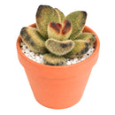 Buy 2" Kalanchoe tomentosa 'Teddy Bear' online. This adorable succulent features thick, velvety leaves covered in soft silvery fuzz with rich chocolate-brown edges that resemble tiny teddy bear paws. It thrives in bright, indirect light with well-draining soil and occasional watering. A charming addition to succulent collections, sunny windowsills, or cozy indoor spaces.