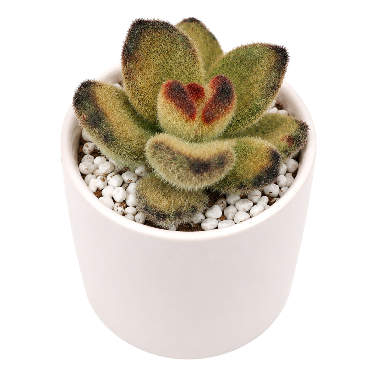 Buy 2" Kalanchoe tomentosa 'Teddy Bear' online. This adorable succulent features thick, velvety leaves covered in soft silvery fuzz with rich chocolate-brown edges that resemble tiny teddy bear paws. It thrives in bright, indirect light with well-draining soil and occasional watering. A charming addition to succulent collections, sunny windowsills, or cozy indoor spaces.