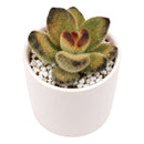 Buy 2" Kalanchoe tomentosa 'Teddy Bear' online. This adorable succulent features thick, velvety leaves covered in soft silvery fuzz with rich chocolate-brown edges that resemble tiny teddy bear paws. It thrives in bright, indirect light with well-draining soil and occasional watering. A charming addition to succulent collections, sunny windowsills, or cozy indoor spaces.