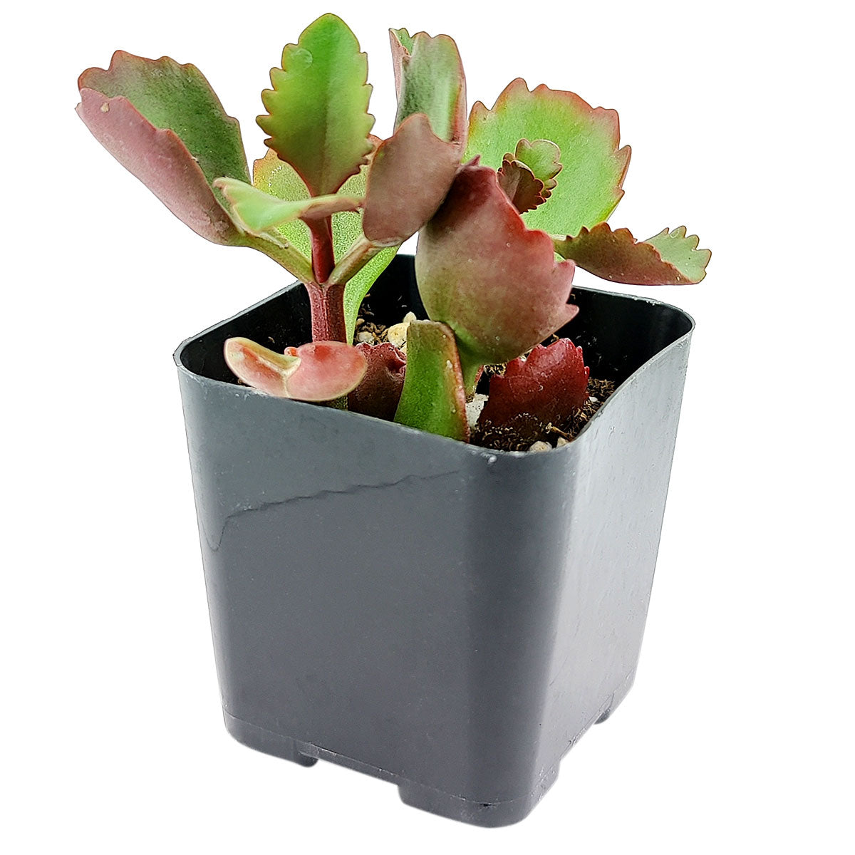 succulent six Six Angled Kalanchoe 2 inch / Plastic Pot