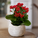 2 inch / 4 inch / 6 inch Kalanchoe Blossfeldiana live plant for sale, small Kalanchoe Blossfeldiana plant gift for friends and family, ornamental Kalanchoe Blossfeldiana with dense flower heads