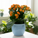 2 inch / 4 inch / 6 inch Kalanchoe Blossfeldiana live plant for sale, small Kalanchoe Blossfeldiana plant gift for friends and family, ornamental Kalanchoe Blossfeldiana with dense flower heads