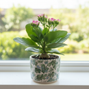 2 inch / 4 inch / 6 inch Kalanchoe Blossfeldiana live plant for sale, small Kalanchoe Blossfeldiana plant gift for friends and family, ornamental Kalanchoe Blossfeldiana with dense flower heads