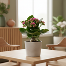 2 inch / 4 inch / 6 inch Kalanchoe Blossfeldiana live plant for sale, small Kalanchoe Blossfeldiana plant gift for friends and family, ornamental Kalanchoe Blossfeldiana with dense flower heads