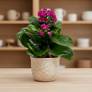 2 inch / 4 inch / 6 inch Kalanchoe Blossfeldiana live plant for sale, small Kalanchoe Blossfeldiana plant gift for friends and family, ornamental Kalanchoe Blossfeldiana with dense flower heads