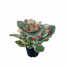 2 inch / 4 inch / 6 inch Kalanchoe Blossfeldiana live plant for sale, small Kalanchoe Blossfeldiana plant gift for friends and family, ornamental Kalanchoe Blossfeldiana with dense flower heads
