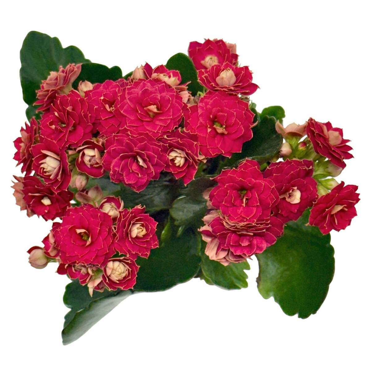 2 inch / 4 inch / 6 inch Kalanchoe Blossfeldiana live plant for sale, small Kalanchoe Blossfeldiana plant gift for friends and family, ornamental Kalanchoe Blossfeldiana with dense flower heads