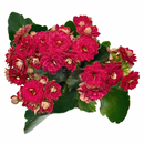 2 inch / 4 inch / 6 inch Kalanchoe Blossfeldiana live plant for sale, small Kalanchoe Blossfeldiana plant gift for friends and family, ornamental Kalanchoe Blossfeldiana with dense flower heads