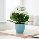 2 inch / 4 inch / 6 inch Kalanchoe Blossfeldiana live plant for sale, small Kalanchoe Blossfeldiana plant gift for friends and family, ornamental Kalanchoe Blossfeldiana with dense flower heads