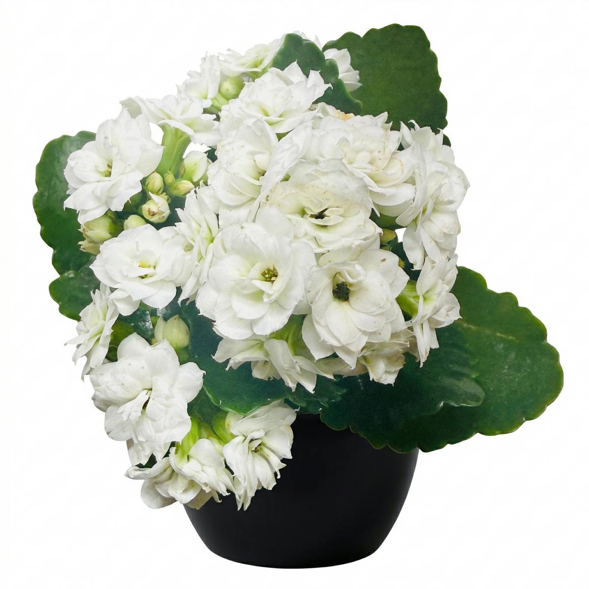 2 inch / 4 inch / 6 inch Kalanchoe Blossfeldiana live plant for sale, hardy Kalanchoe Blossfeldiana with seasonal flowering cycle, mini flowering succulent Kalanchoe Blossfeldiana gift idea