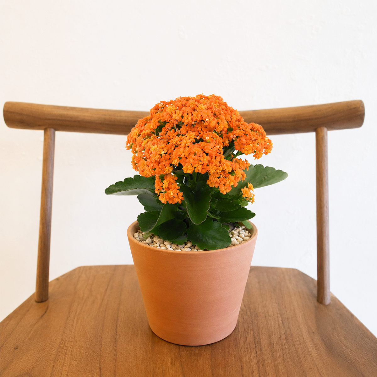 2 inch Kalanchoe blossfeldiana 'Calandiva Orange' for sale. Kalanchoe blossfeldiana 'Calandiva Orange' is a vibrant flowering succulent with clusters of long-lasting orange blooms and glossy green foliage. It thrives in bright light and well-draining soil, requiring only occasional watering once the soil has dried. This cheerful, low-maintenance plant is perfect for brightening homes, offices, and windowsills with colorful blooms.