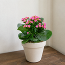 buy kalanchoe blossfeldiana 'calandiva pink' live succulent grower pot online, dense double pink blooms with rose-form petals, waxy dark green fleshy leaves with scalloped edges, upright bushy drought tolerant succulent, bright indirect light easy ca