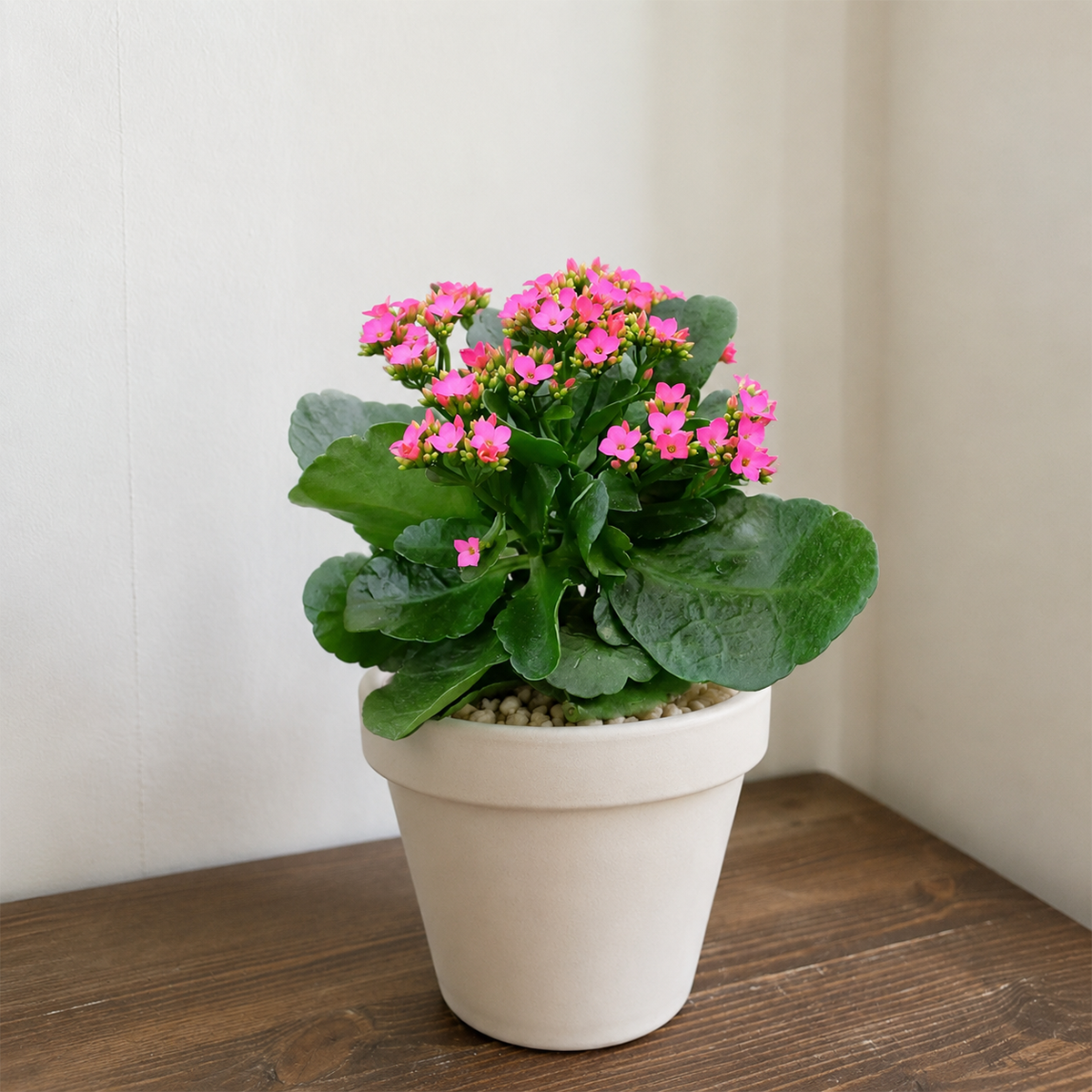 Buy Kalanchoe blossfeldiana 'Calandiva Pink' 6 inch online. Kalanchoe blossfeldiana 'Calandiva Pink' is a beautiful flowering succulent featuring clusters of soft pink double blooms and glossy green leaves. It grows best in bright light with well-draining soil and requires minimal watering once the soil has dried. This easy-care plant is perfect for adding long-lasting color to homes, offices, and indoor plant displays.