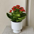 calandiva redfor sale, calandiva near me, kalachoe calandiva near me, succulents, best succulent gift, best indoor plants, types of houseplants, low light houseplants, easy to grow houseplants