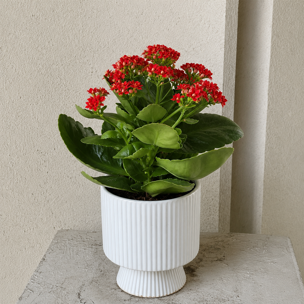 Buy Kalanchoe blossfeldiana 'Calandiva Red' 6 inch online. Kalanchoe blossfeldiana 'Calandiva Red' is a vibrant flowering succulent with clusters of rich red double blooms and glossy green foliage. It thrives in bright light and well-draining soil, requiring minimal watering to maintain healthy growth. This colorful, easy-care plant is perfect for adding lasting beauty to homes, offices, and indoor plant collections.