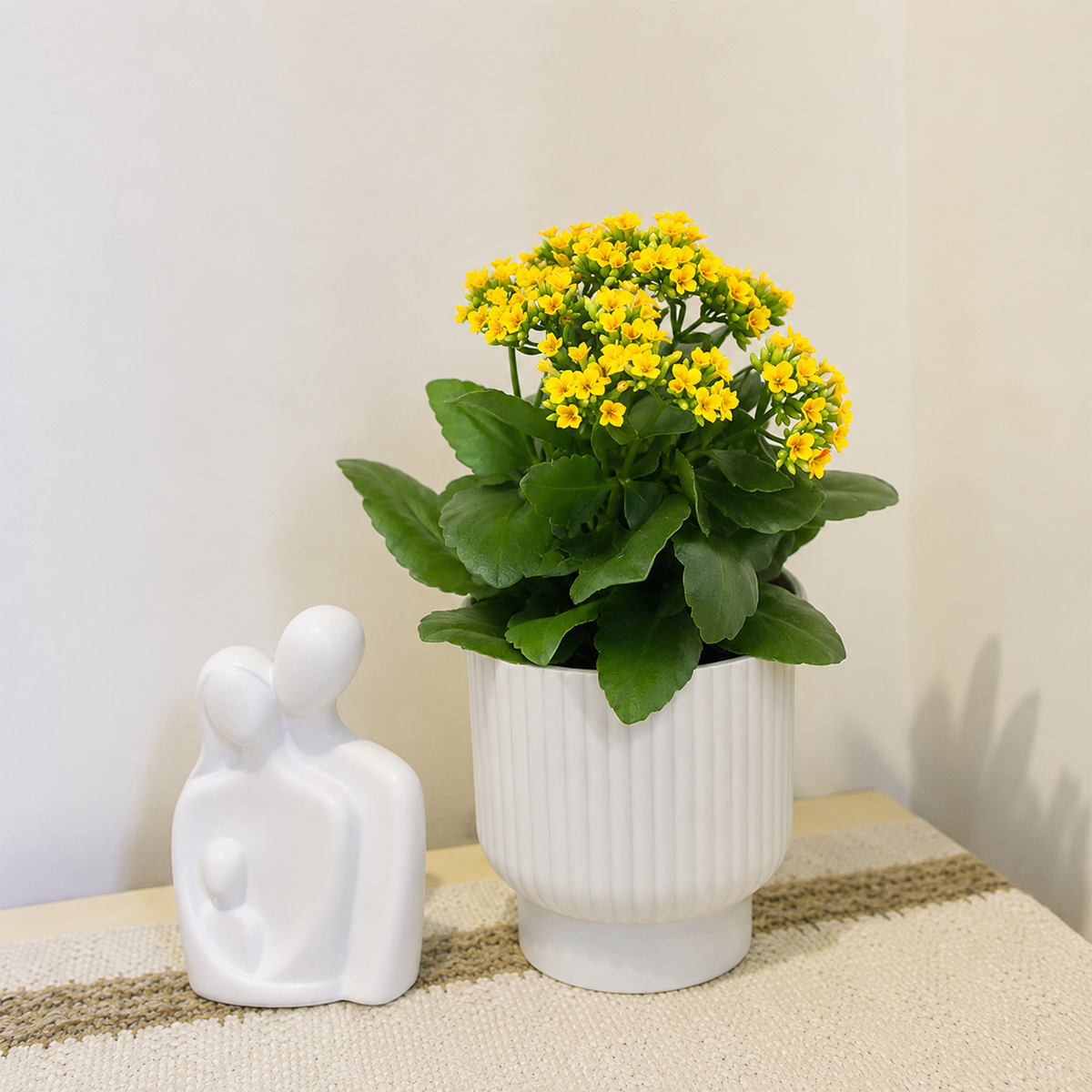 4 inch Kalanchoe blossfeldiana 'Calandiva Yellow' for sale. Kalanchoe blossfeldiana 'Calandiva Yellow' is a cheerful flowering succulent with clusters of bright yellow double blooms and glossy green leaves. It grows best in bright light with well-draining soil and needs only occasional watering after the soil dries out. This low-maintenance plant is an excellent choice for bringing vibrant color to homes, offices, and indoor plant collections.