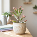 8-pack of 2" live plants for sale. Pick eight favorite plants and enjoy a variety of compact plants in 2" pots. Great for plant collections, gifting, decorating small spaces, and indoor gardening.