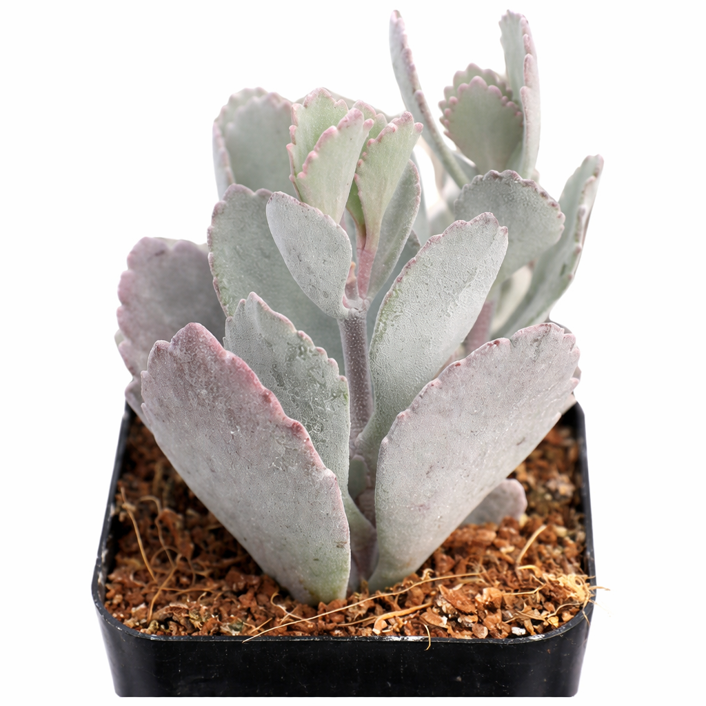 2 inch Kalanchoe Pumila, green succulents, indoor succulents, succulent care guide, buy succulents online