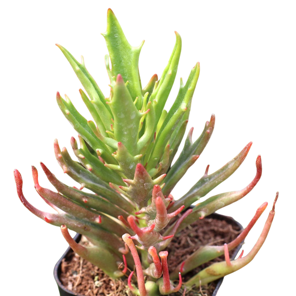 2 inch Kalanchoe 'Tarantula', green succulents, indoor outdoor succulents, succulent care guide, buy succulents online