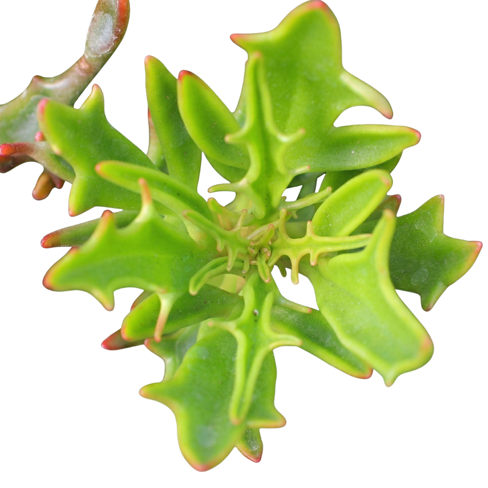Kalanchoe 'Tarantula', green succulents, indoor outdoor succulents, succulent care guide, buy succulents online