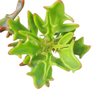 Kalanchoe 'Tarantula', green succulents, indoor outdoor succulents, succulent care guide, buy succulents online