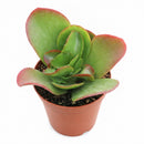 Potted Kalanchoe 'Vivien' , green succulents, indoor succulents, succulent care guide, buy succulents online