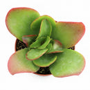 Potted Kalanchoe 'Vivien' , green succulents, indoor succulents, succulent care guide, buy succulents online