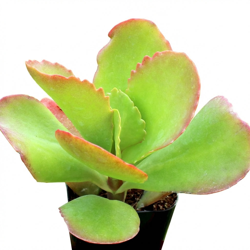 Kalanchoe 'Vivien' , green succulents, indoor succulents, succulent care guide, buy succulents online