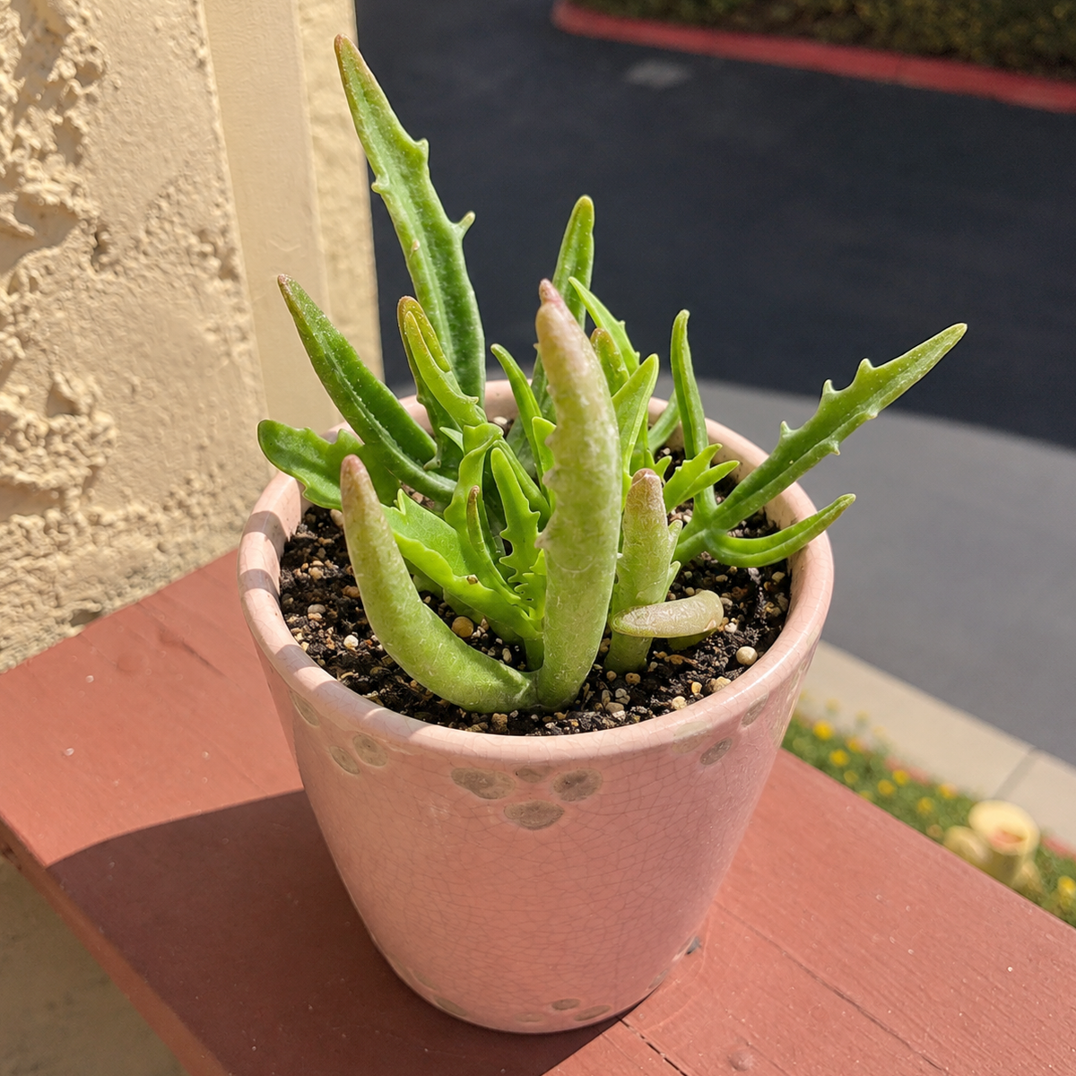Buy Kalanchoe 'Kewensis' live plant online. This charming succulent features small, fleshy green leaves with a compact, branching growth habit. Easy to care for, it thrives in bright light, well-draining soil, and occasional watering.