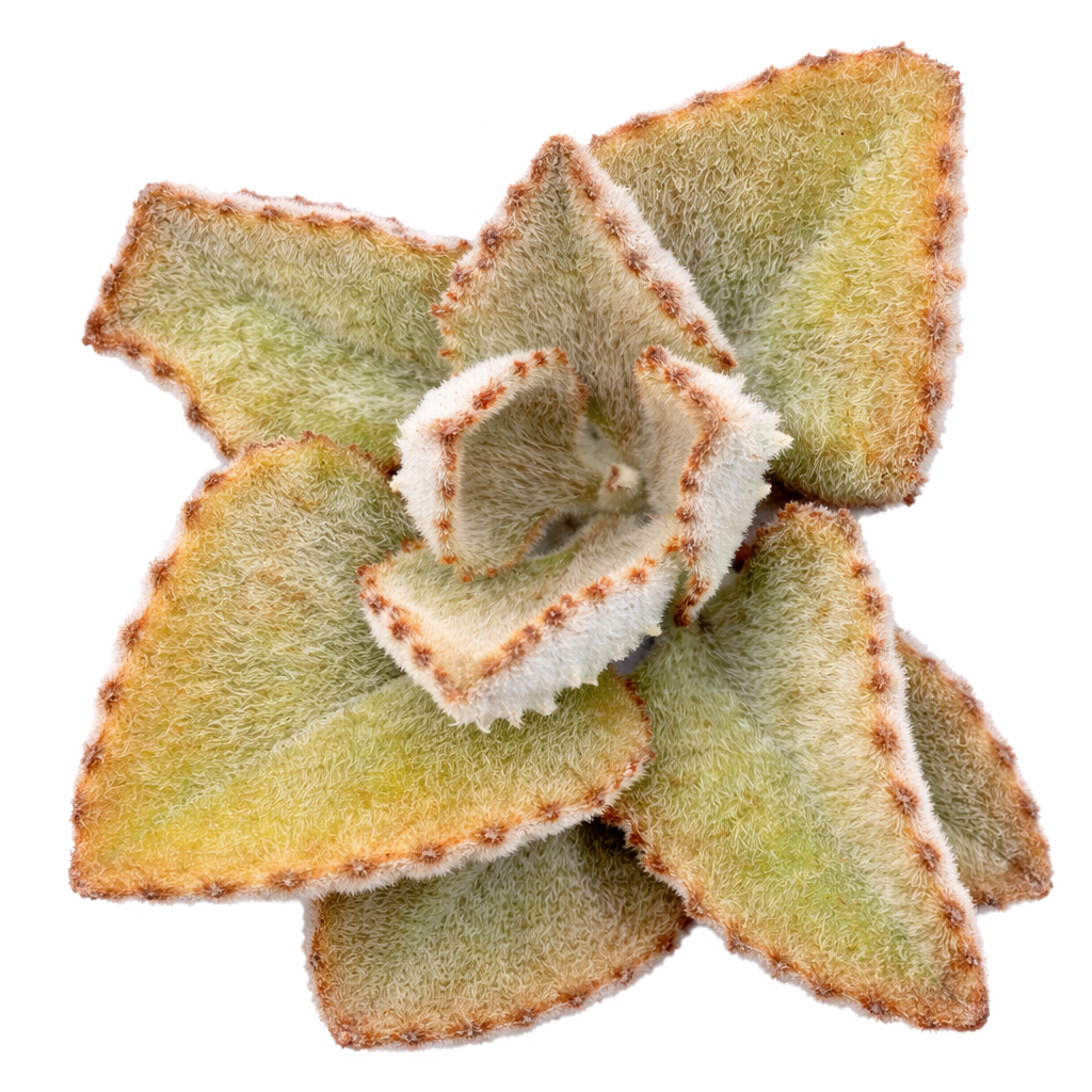 2 inch Kalanchoe beharensis 'Fang', green succulents, indoor succulents, succulent care guide, buy succulents online