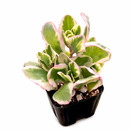 2 inch Kalanchoe fedtschenkoi 'Aurora Borealis', green succulents, outdoor indoor succulents, succulent care guide, buy succulents online
