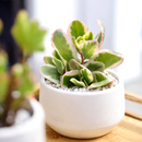 2 inch Kalanchoe fedtschenkoi 'Aurora Borealis', green succulents, outdoor indoor succulents, succulent care guide, buy succulents online