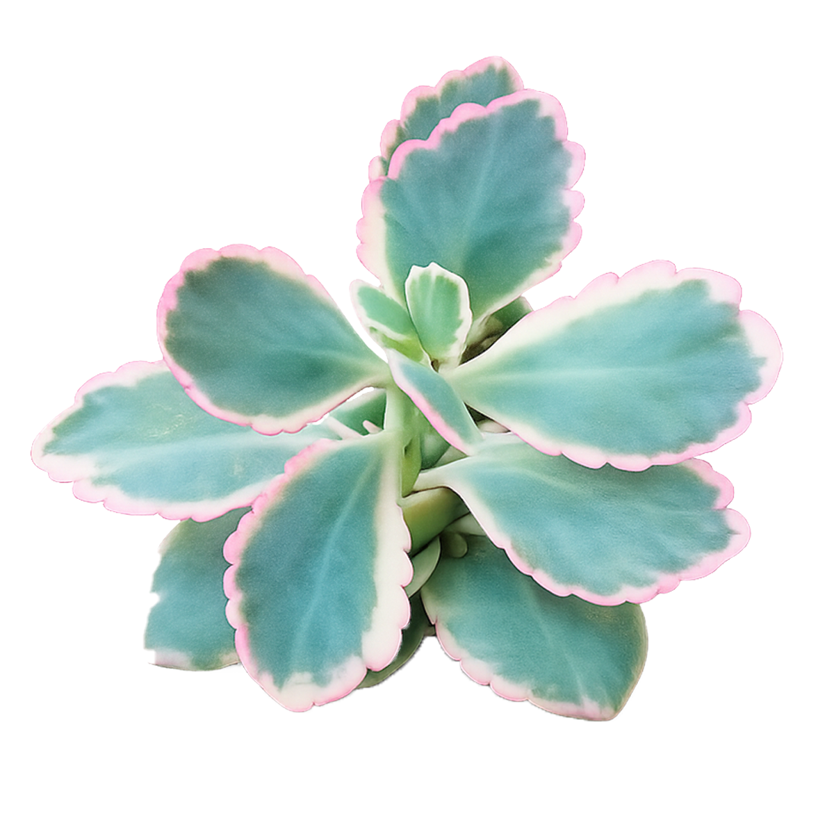 2 inch Kalanchoe fedtschenkoi 'Aurora Borealis', green succulents, outdoor indoor succulents, succulent care guide, buy succulents online