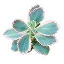 buy 2 inch Kalanchoe fedtschenkoi 'Aurora Borealis' online, variegated lavender scallops succulent, rare Kalanchoe succulent plant, colorful variegated succulent foliage, pink cream green succulent leaves