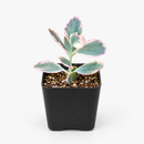 buy 2 inch Kalanchoe fedtschenkoi 'Aurora Borealis' online, variegated lavender scallops succulent, rare Kalanchoe succulent plant, colorful variegated succulent foliage, pink cream green succulent leaves