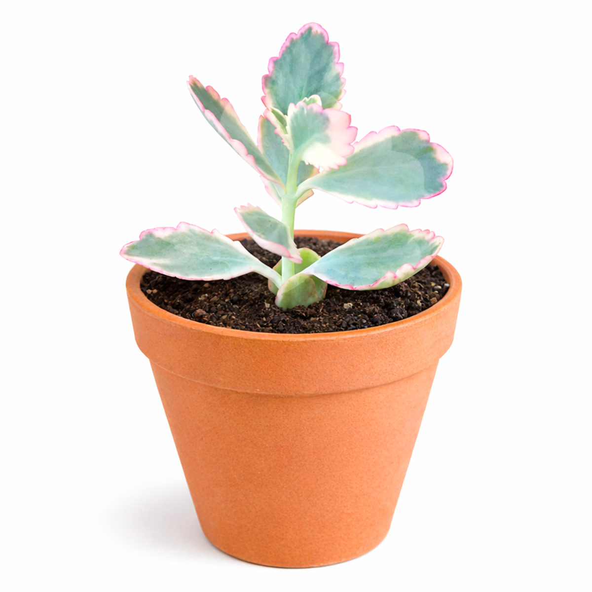 2 inch Kalanchoe fedtschenkoi 'Aurora Borealis' for sale, thick leaf ornamental succulent, succulent for container gardens and patio planters, sun loving succulent species, hardy drought resistant succulent, unique succulent for plant collectors